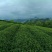 福鼎白茶