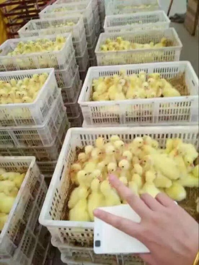 皖西白鹅鹅苗