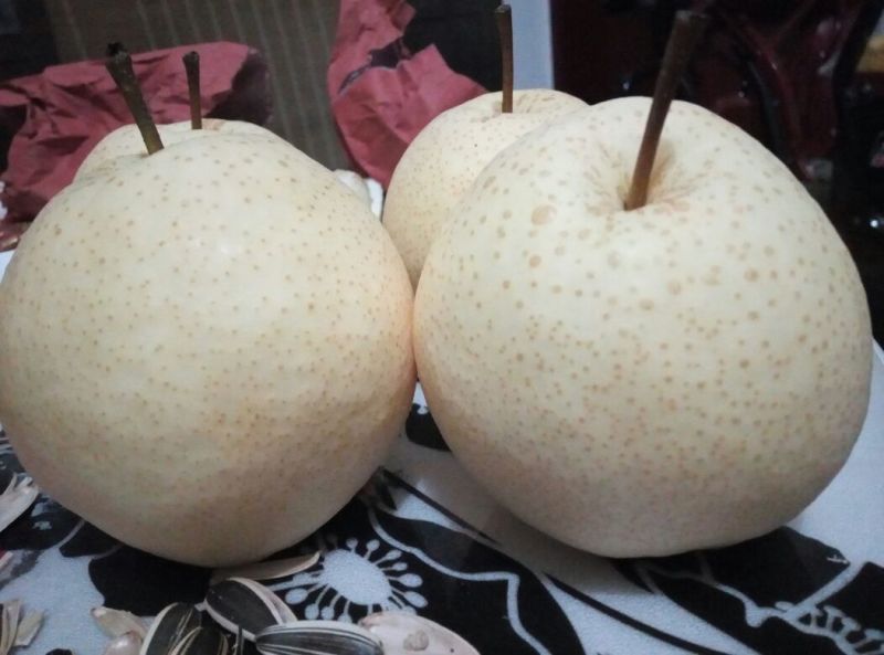 蒲城酥梨200~250g纸袋