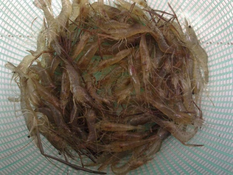 河虾
