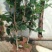 茶花30~50cm