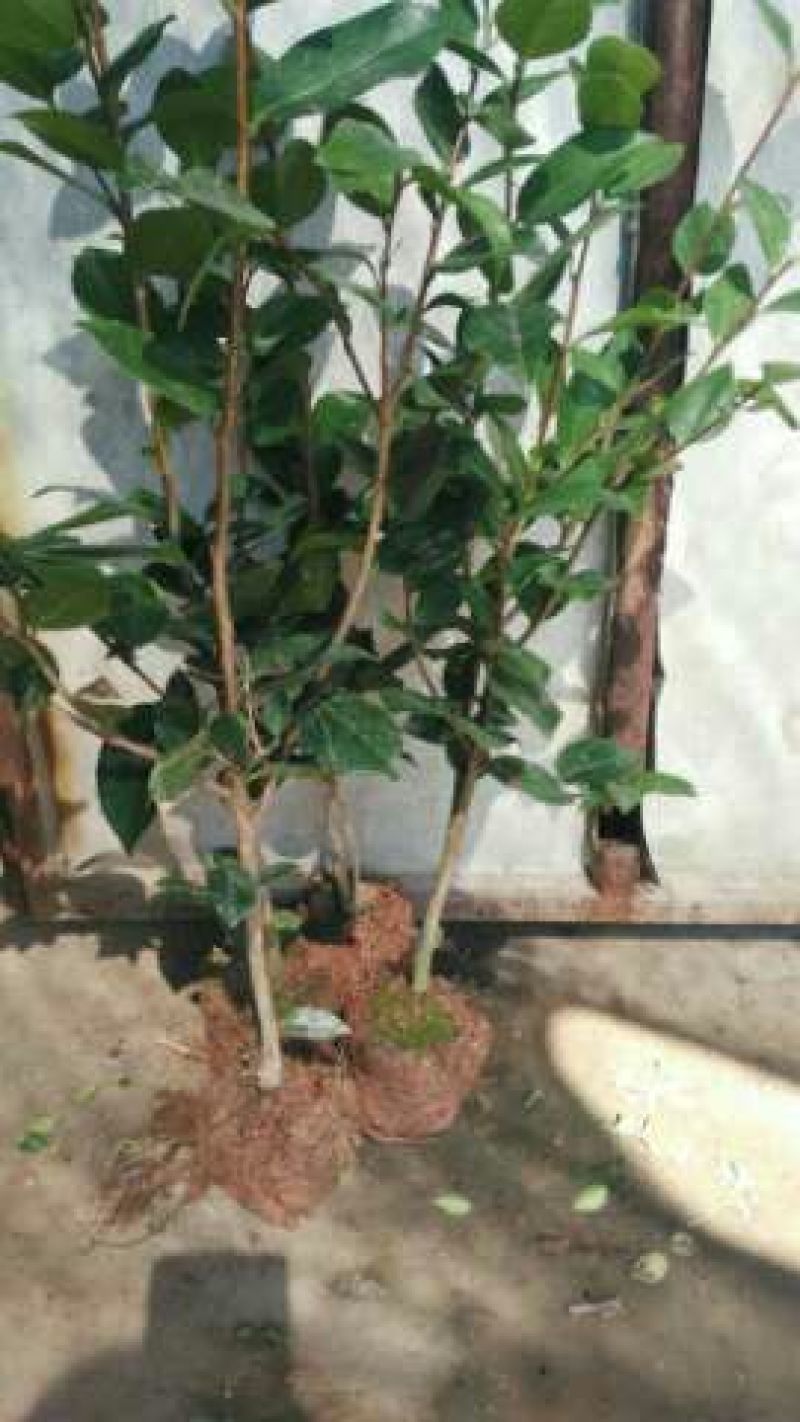 茶花30~50cm