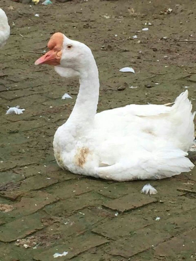 狮头鹅苗250g以下