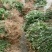 甜茶苗，种子苗！大瑶山刺儿茶