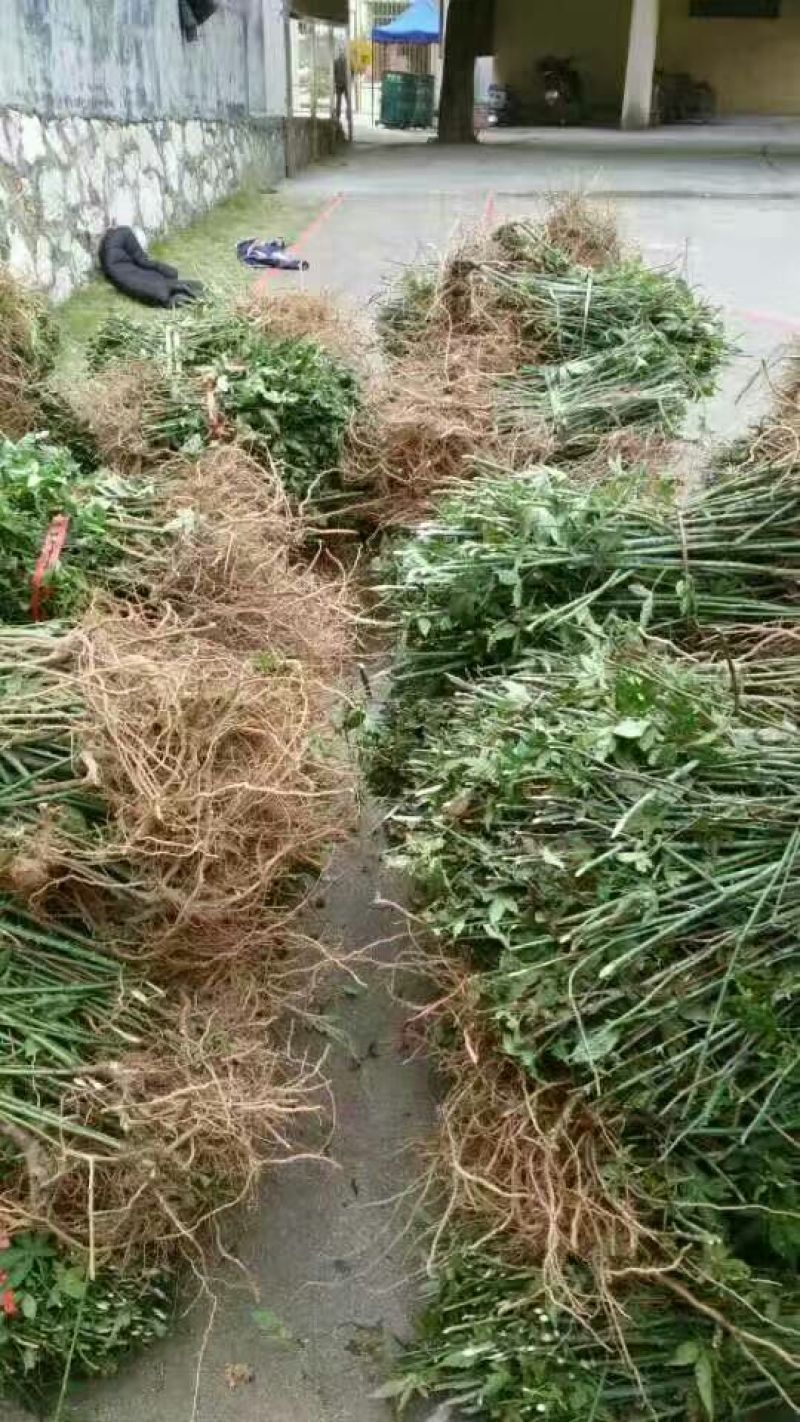 甜茶苗，种子苗！大瑶山刺儿茶