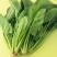越冬菠菜15~20厘米
