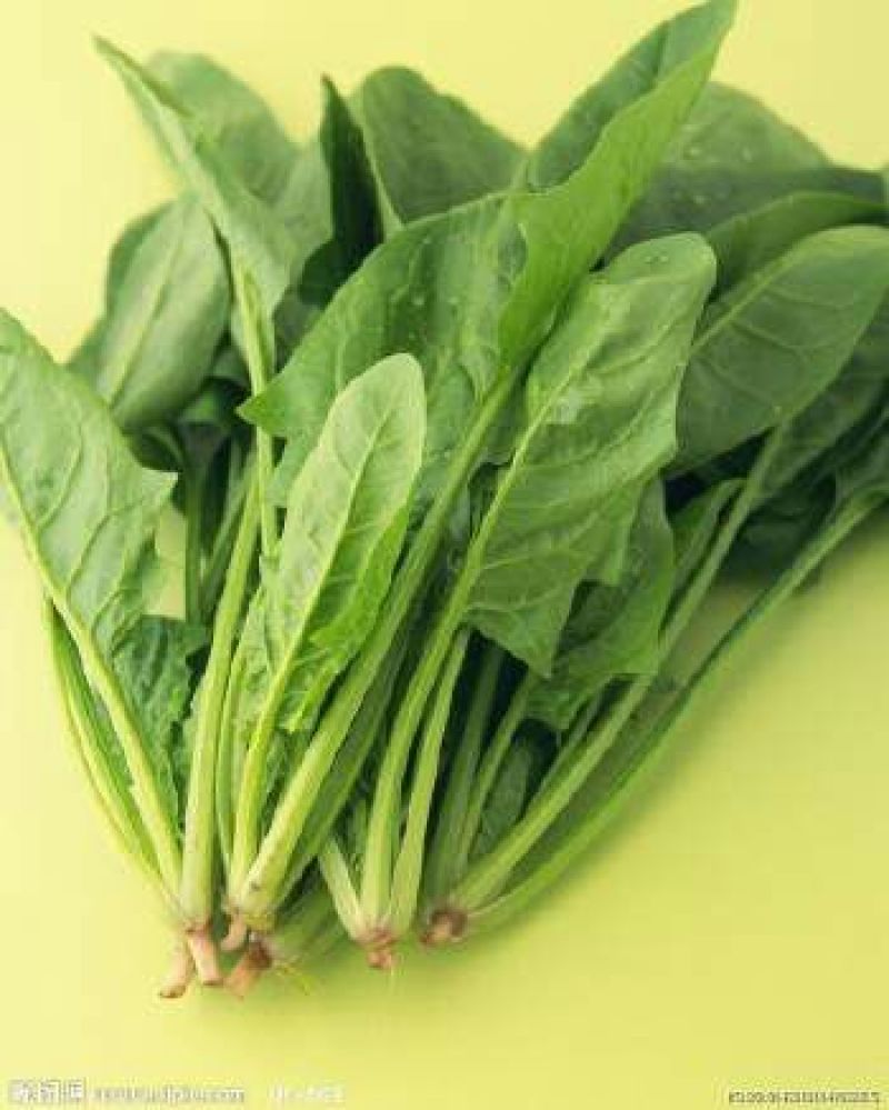 越冬菠菜15~20厘米
