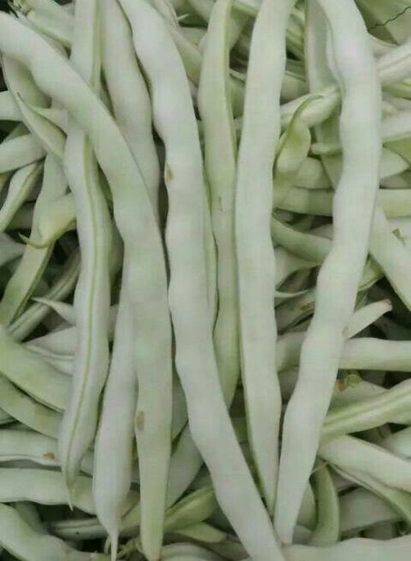 精品白玉豆白不老豆角白不老白不老白不老…………