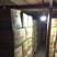 荷兰十五土豆3两通天光腚货