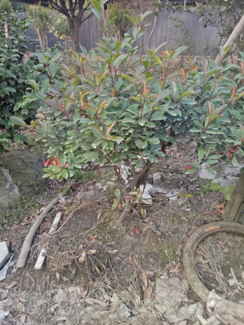 红叶石楠4~6cm4~6cm1.5~2米