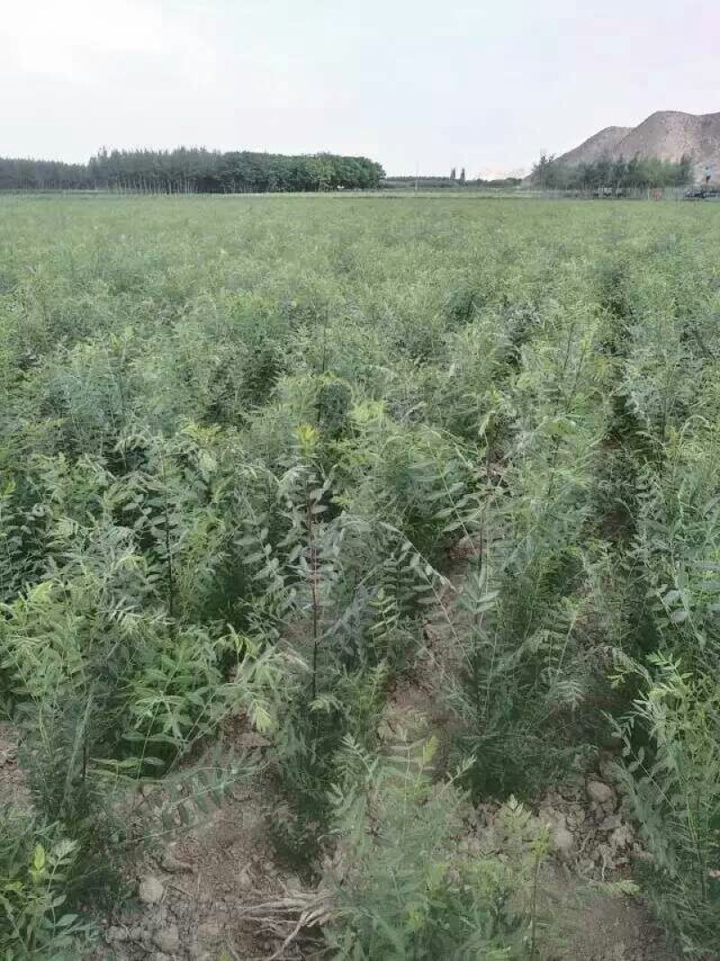 文冠果苗