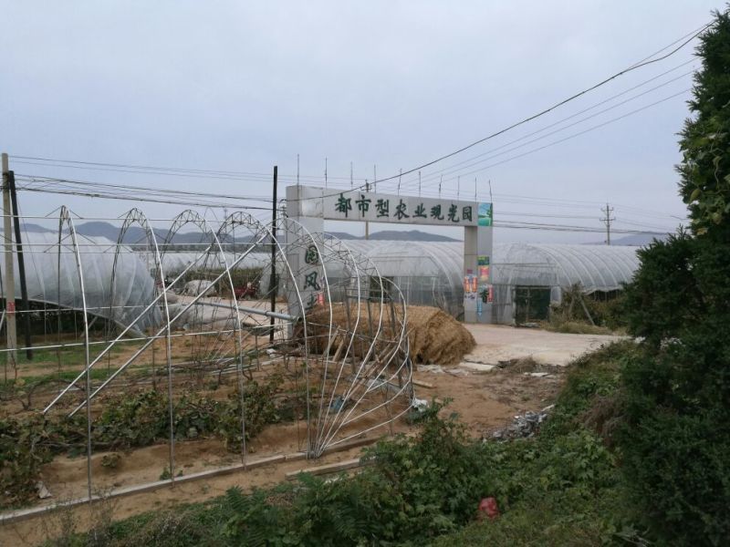 鸭梨200~250g光果