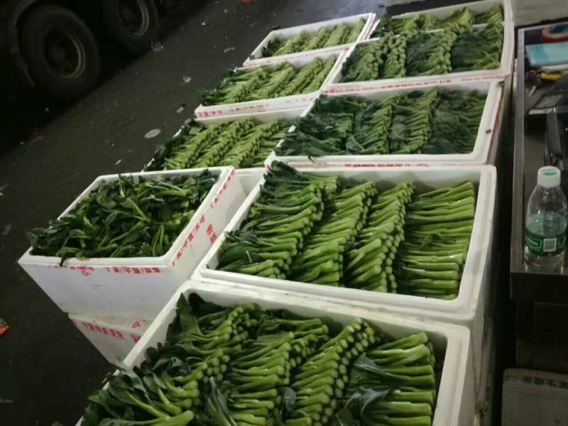 菜苔