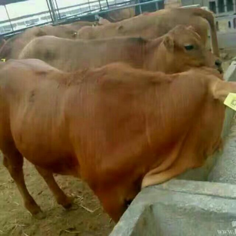 牛犊300~400kg