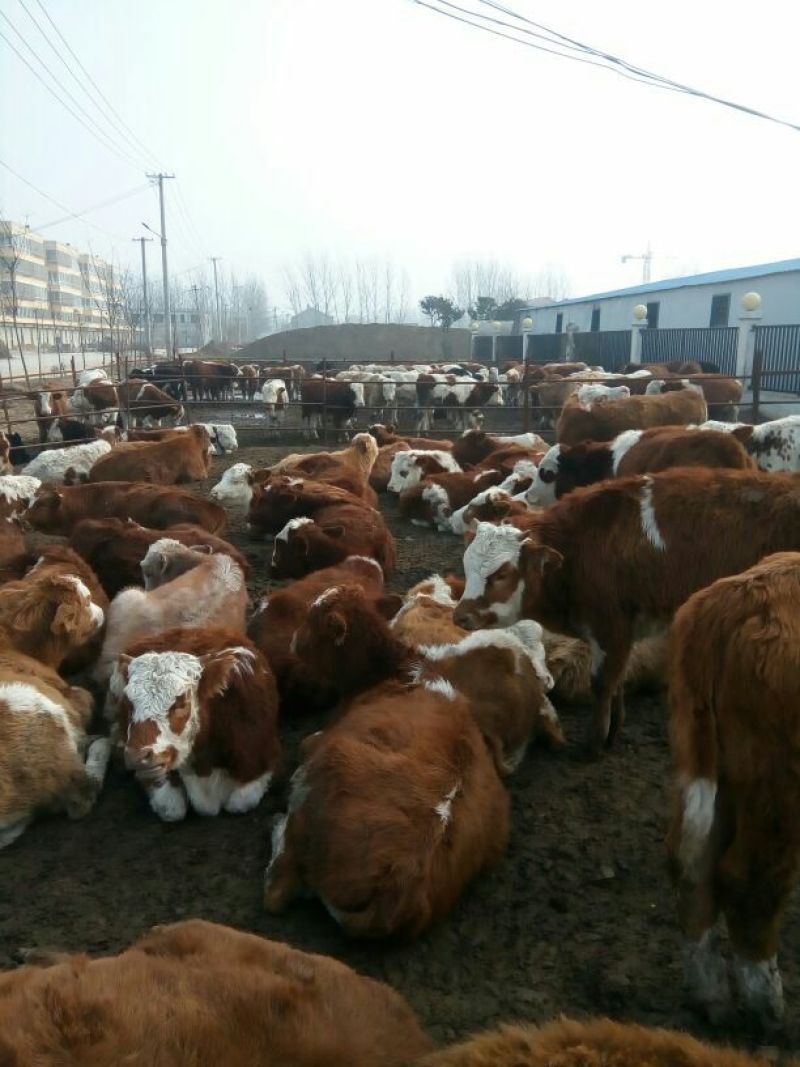 育肥牛犊100~200kg