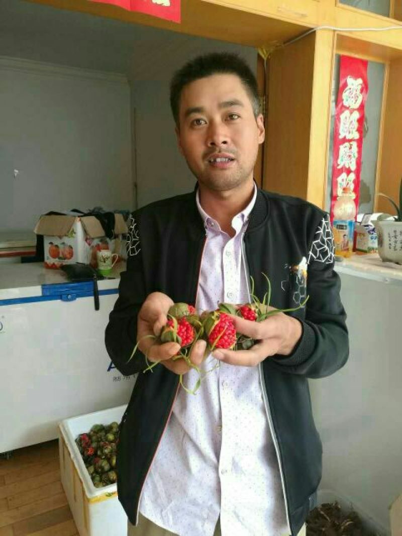 七叶一枝花，纯正云南滇重楼子90%以上出苗率