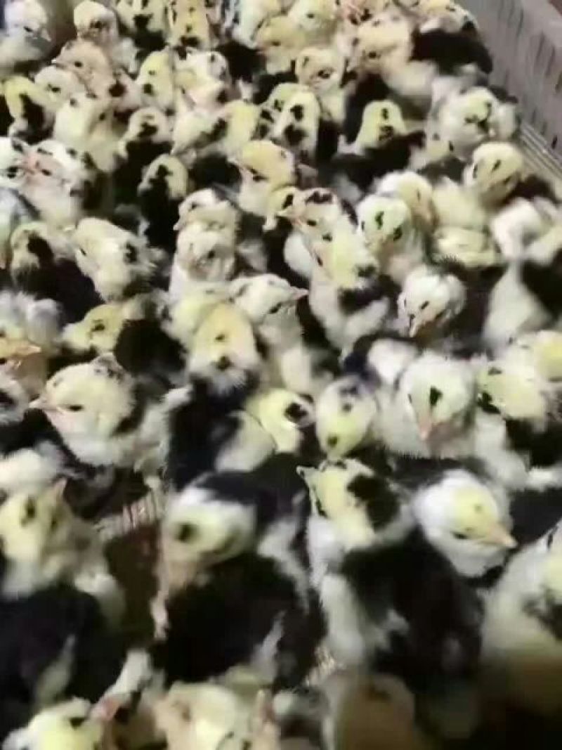 鸡苗500克以下脱温苗