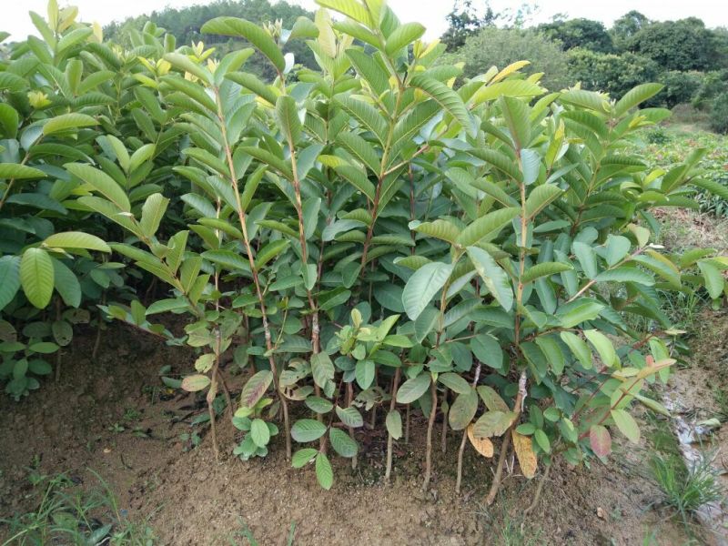 番石榴苗50~80cm