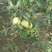 蒙山木瓜0.5~1斤