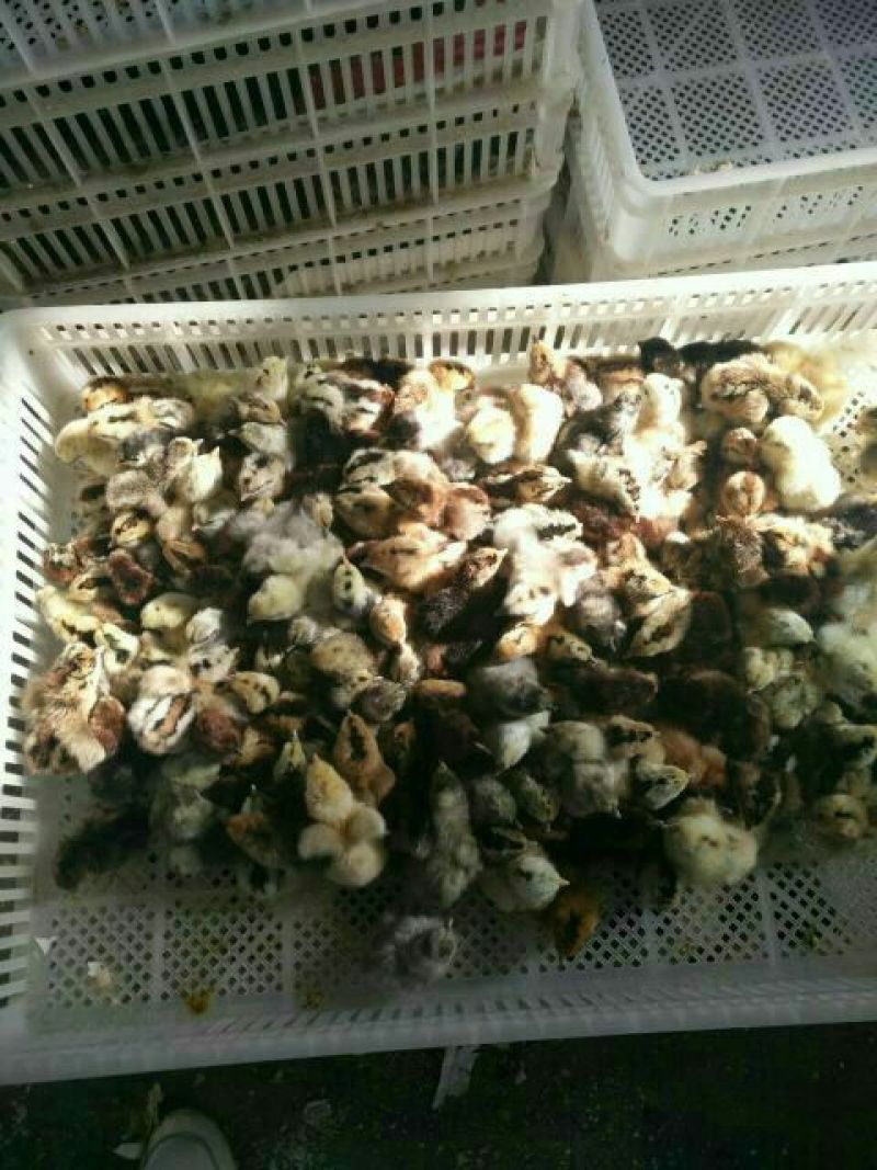 青脚土鸡苗1斤以下