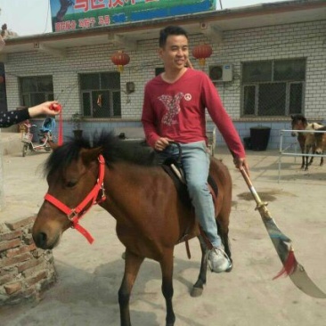 矮马