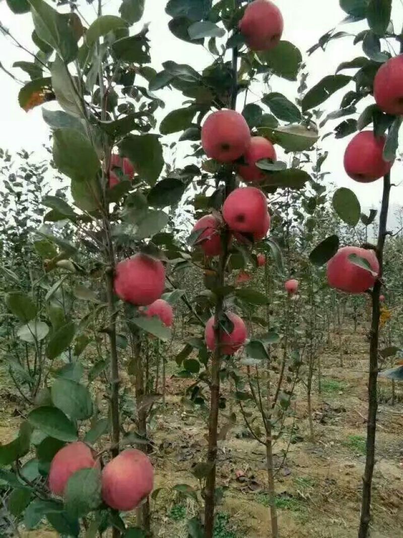 红肉苹果树苗80cm以上