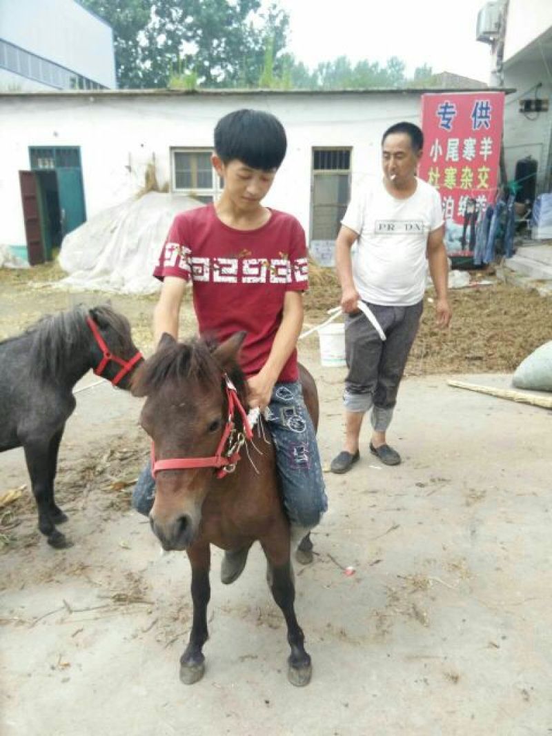 半血马