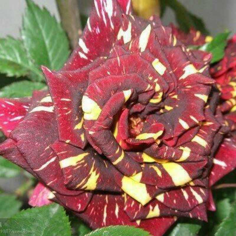 月季苗10~20cm，各种规格都有，量大从优，低价出售