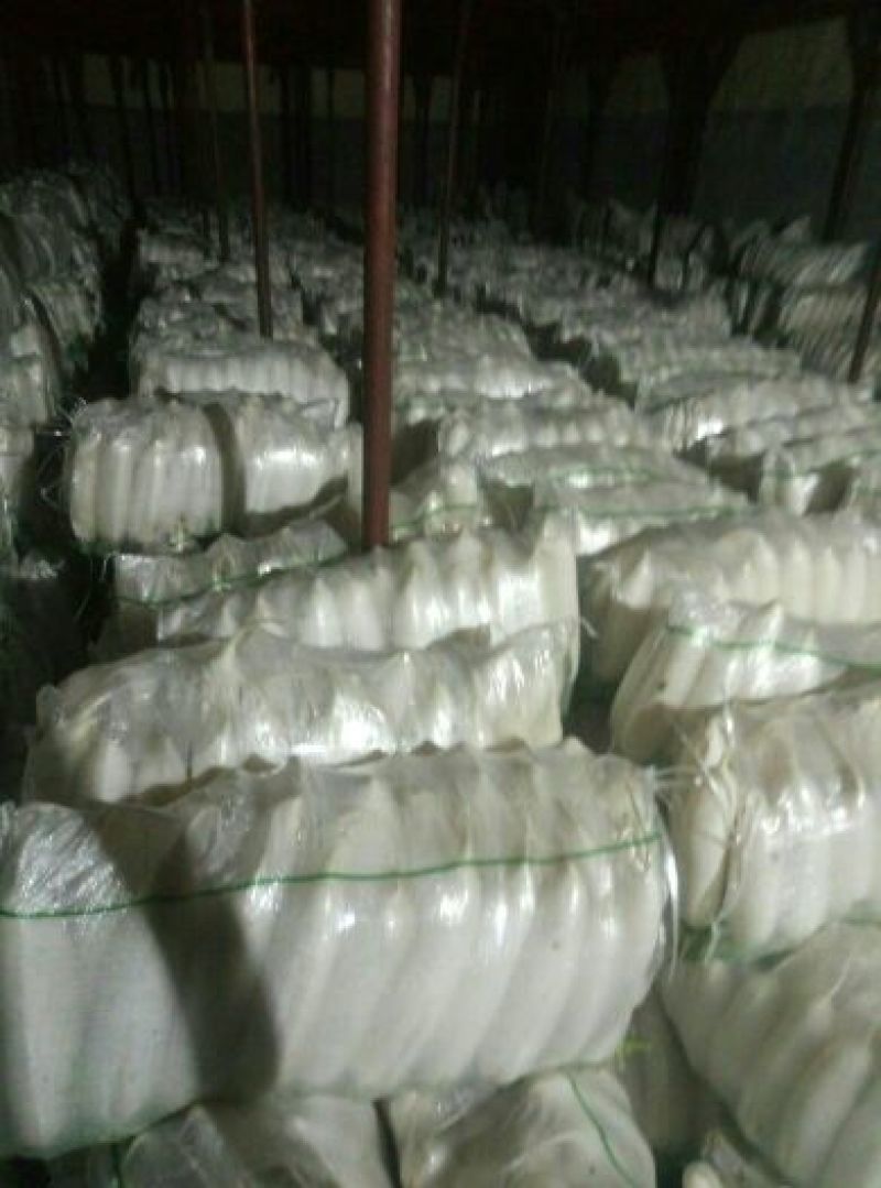 白萝卜1.5~2斤起