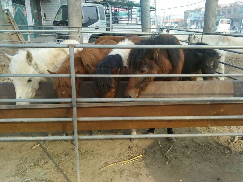 矮马100~200kg