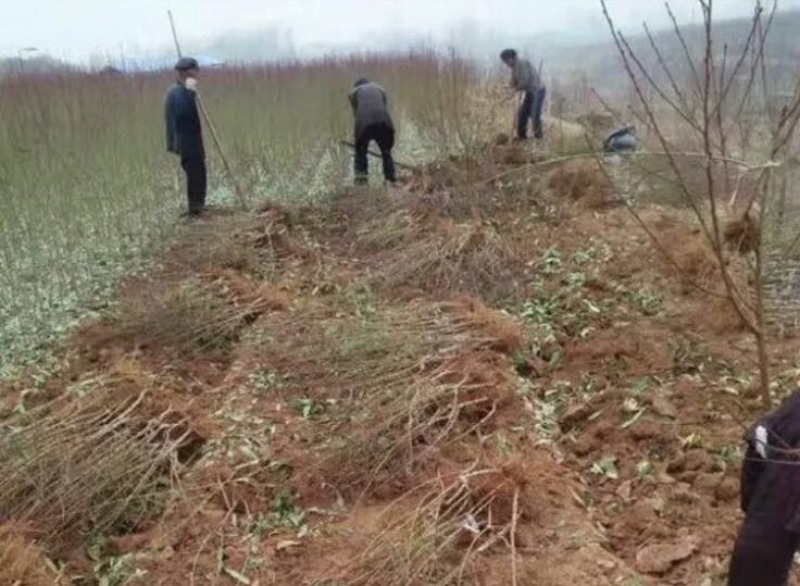 沂蒙霜红桃树苗