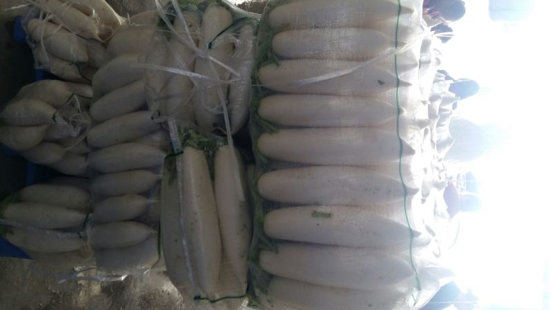 白萝卜1.5~2斤起