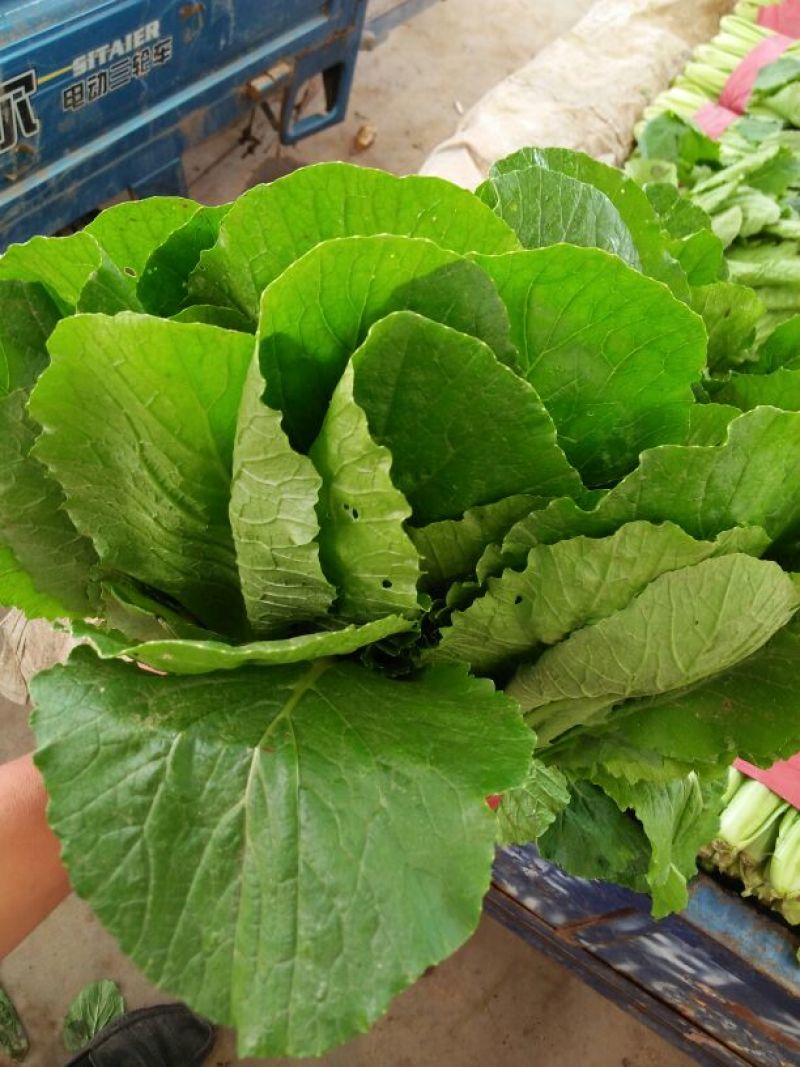 小白菜20cm以上颗均匀颜色绿耐运输