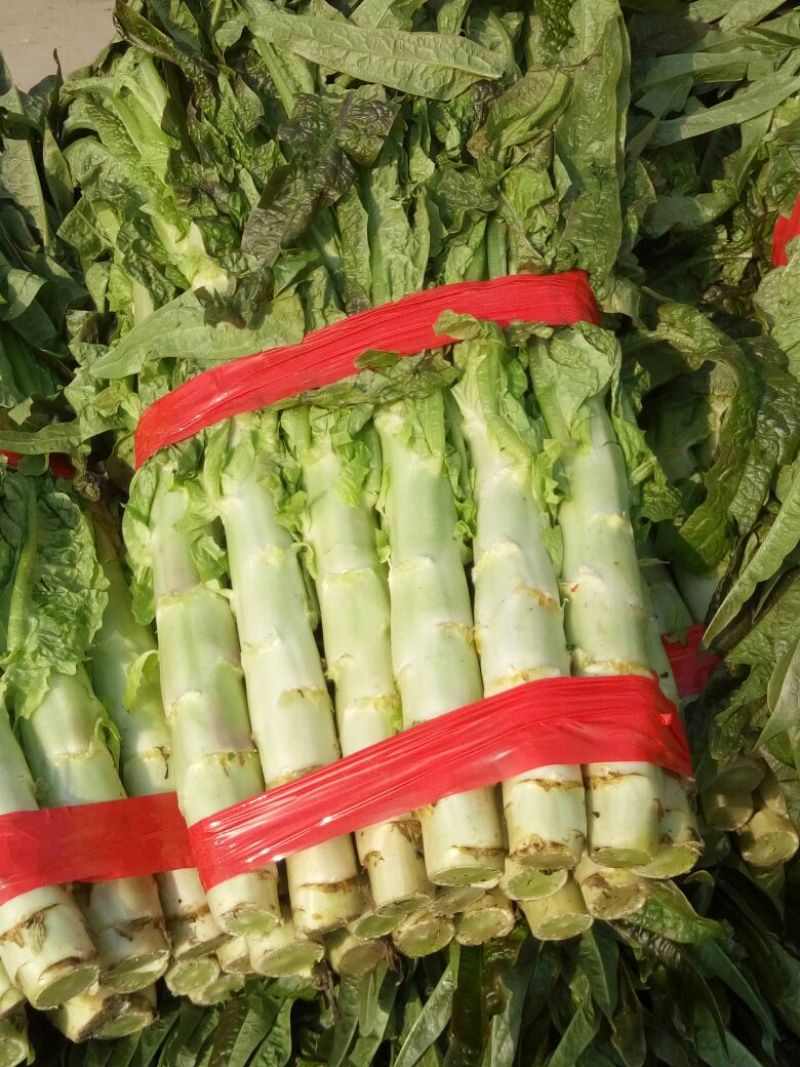 尖叶莴笋青皮青肉刚上市