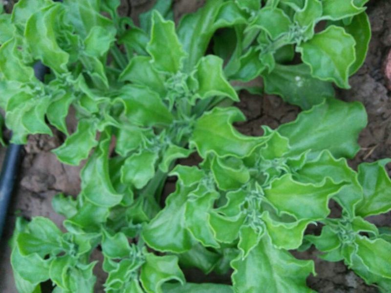 非洲冰草