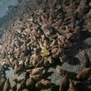 土鸡苗脱温苗0.5斤以下
