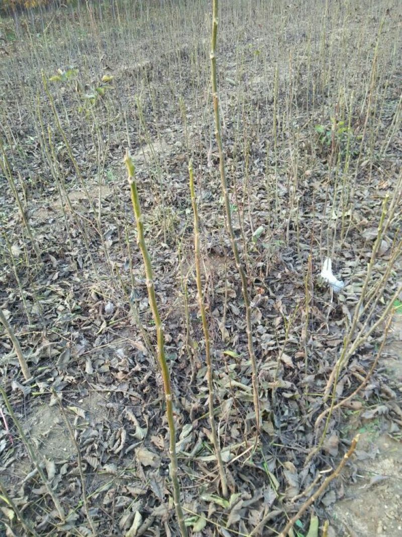 核桃苗一年苗50~100cm