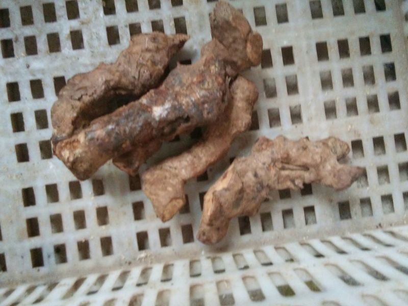 土茯苓统个，加工原材料，6.5元一斤。