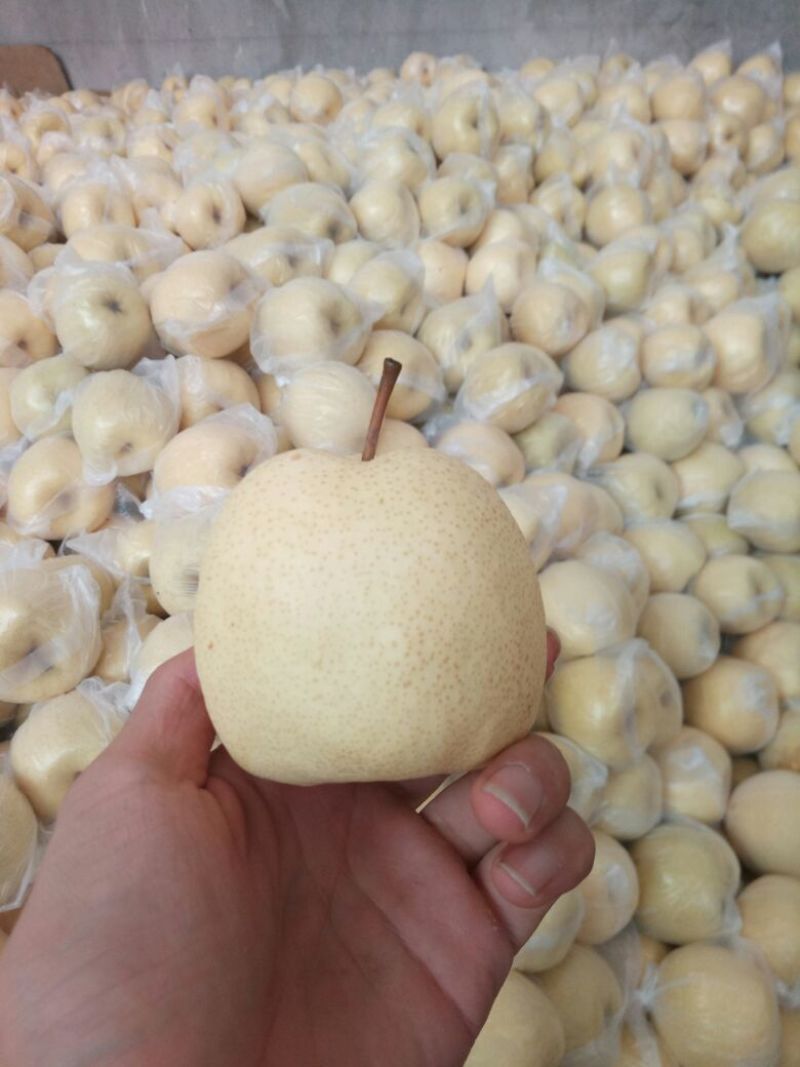 酥梨200~250g纸加膜
