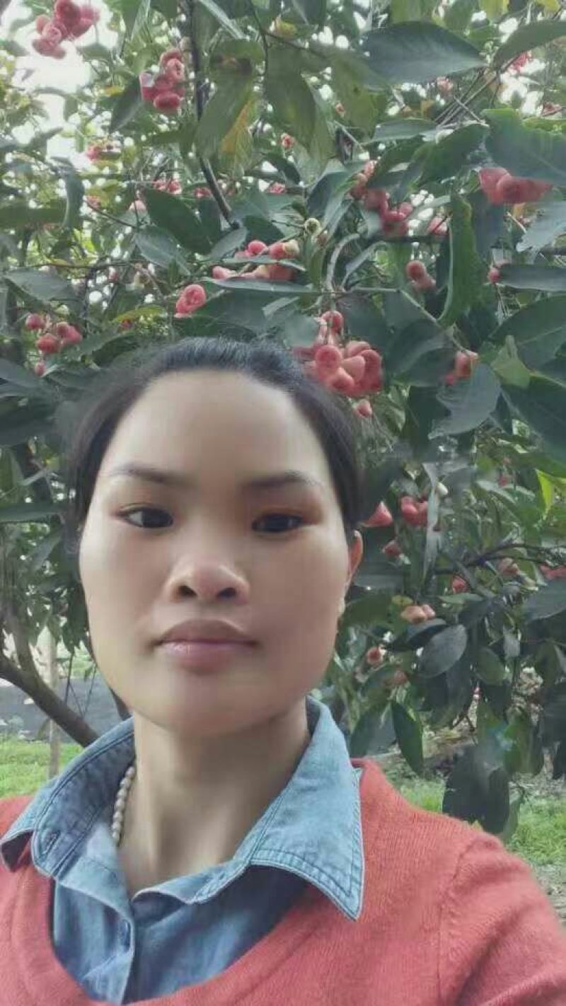 莲雾种苗黑金刚莲雾苗黑糖芭比莲雾苗大叶红莲雾苗