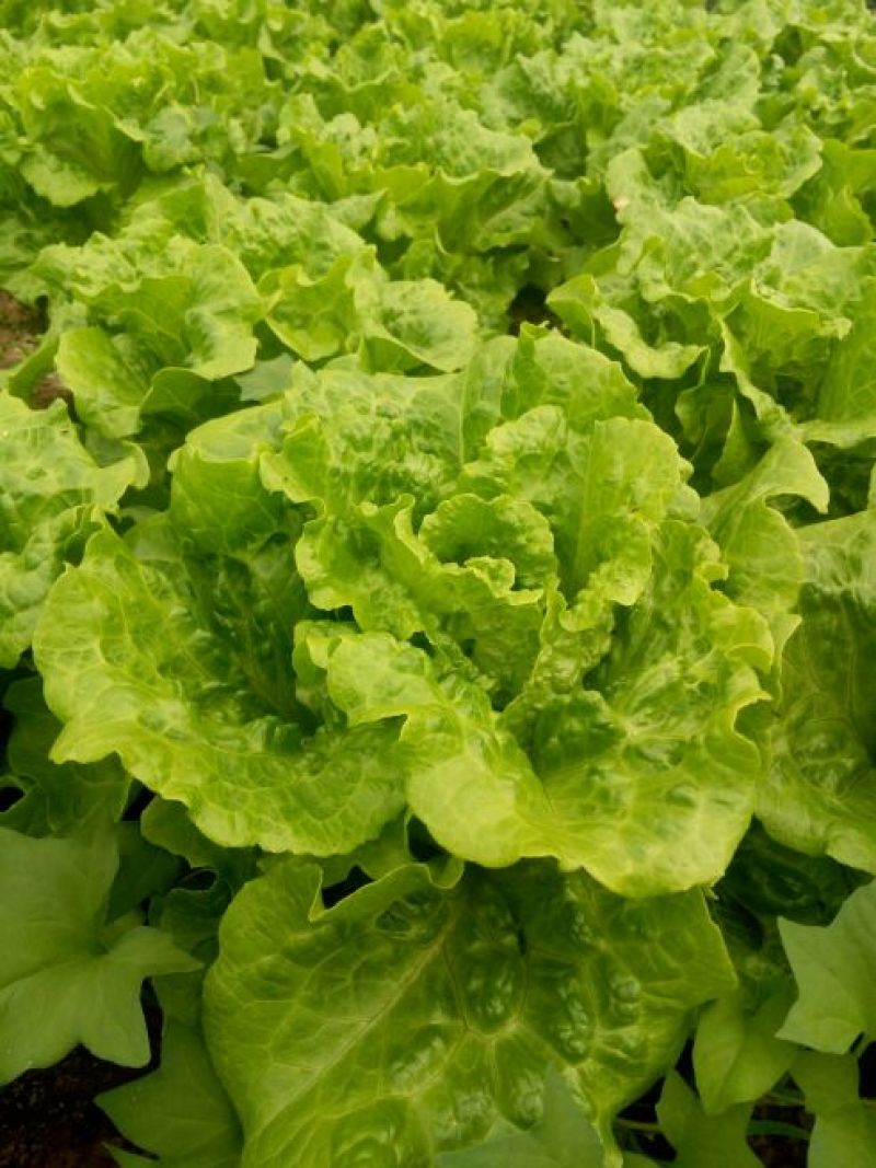【推荐】南通一级精品生菜意大利生菜高端品质基地直供