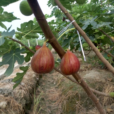 无花果波姬红