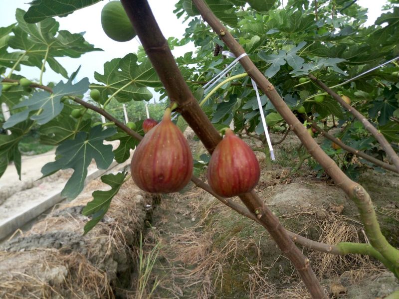 无花果波姬红