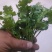 大叶香菜