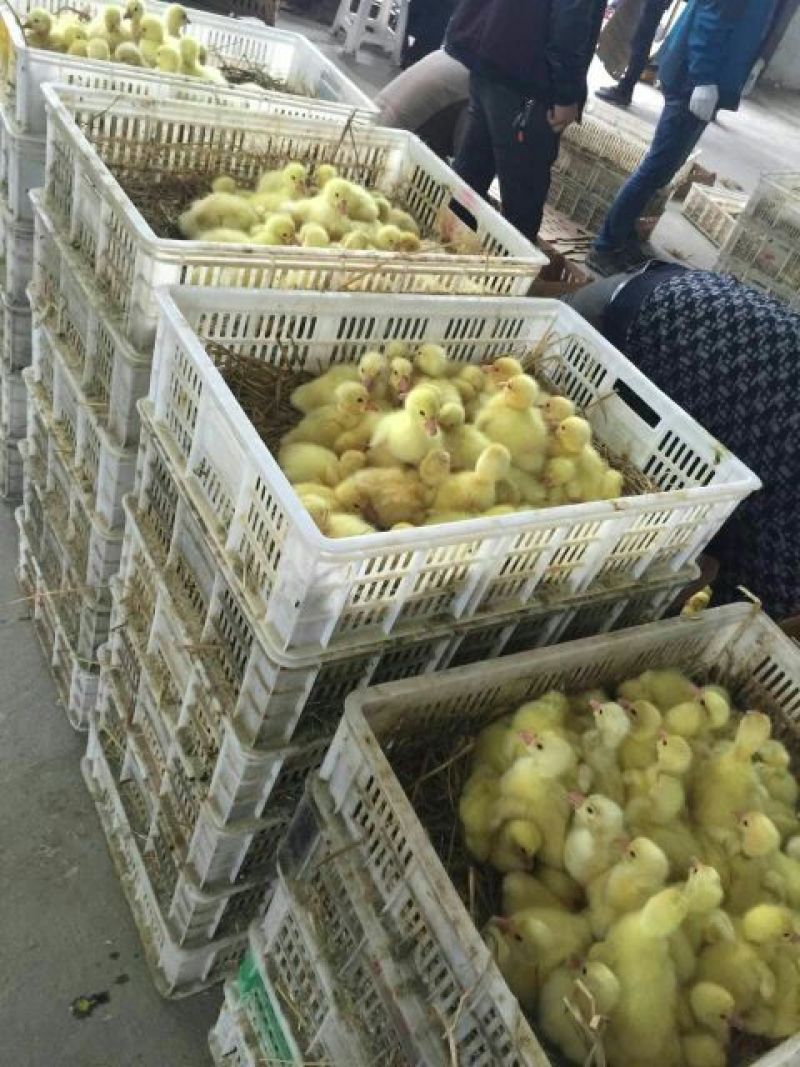 鹅苗250g