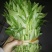 空心菜5厘米以下