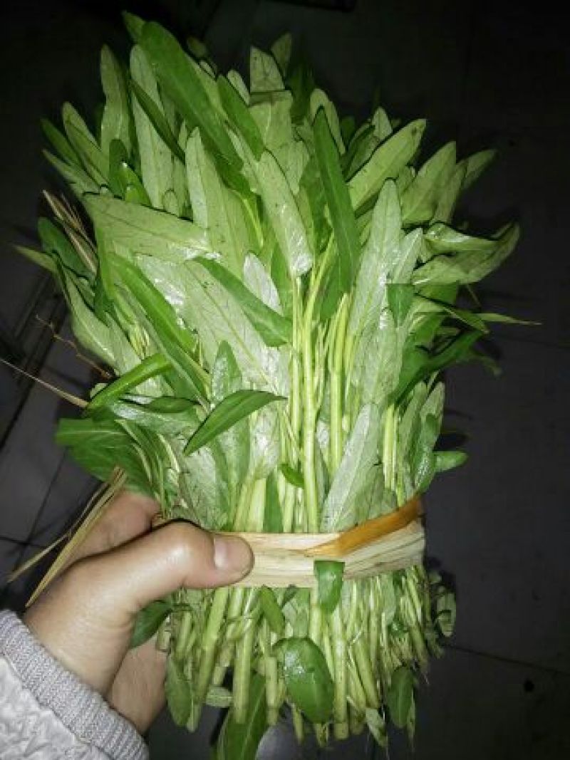 空心菜5厘米以下