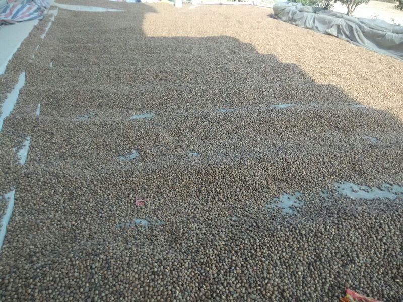 河南橡实大小均匀自然风干产地直发品质保证量大优惠
