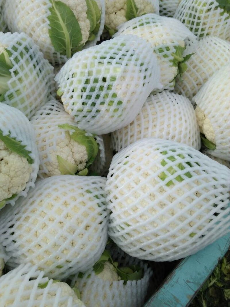 白花菜包装