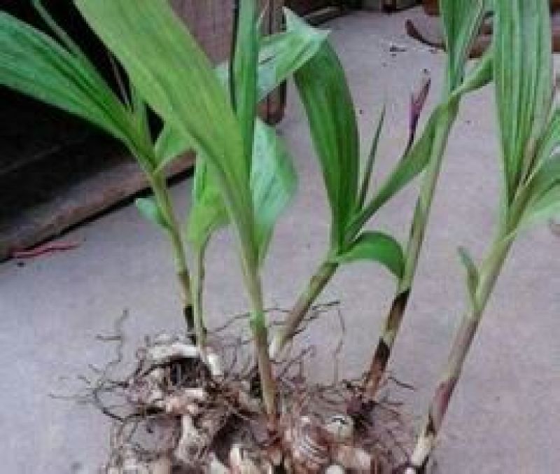 白芨统货